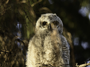 Great Horned Owl Fledgling