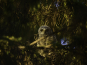 Great Horned Owl Fledgling