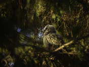 Great Horned Owl Fledgling