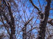 Wintery Trees 