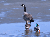  A Roadside Trio