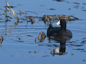 American Coot