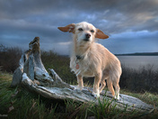 Stella the adventure dog