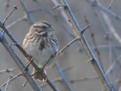 In amongst the pricklies