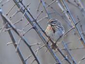 In amongst the pricklies