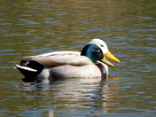 Mallards prefer Blondes
