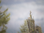 Townsend's Solitaire