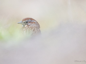 Song Sparrow - Photographer's Reflection