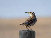Meadowlark