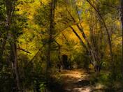 The Fairy Forest 