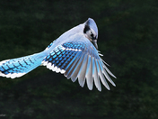 Blue Jay 