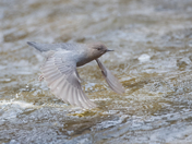 American Dipper