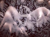 Snowy Branch's 