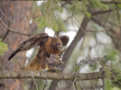 Red-tailed Hawk with California Quail