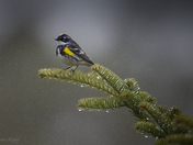 Yellow-rumped Warbler - In Rain