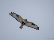 Rough-legged Hawk