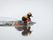 Horned Grebe's