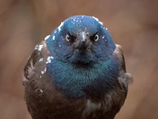 Angry Grackle In The Snow