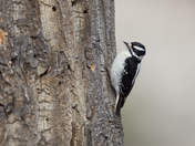 Downy Woodpecker - Reflecting