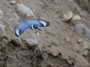 Belted Kingfisher - In flight