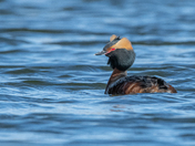 Horned Grebe