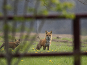 Red Fox and Kits