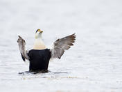 Common Eider (male)