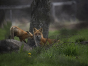 Red Fox and Kits