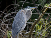 Blue Heron - Shore Rest