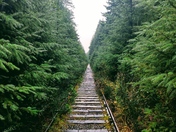 Train Tracks Through The Trees