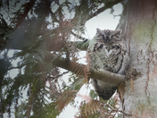 Western Screech Owl - Sleeping