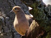Mourning Dove