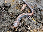 Red-Backed Salamander 