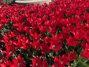 Pella tulip time festival 2022