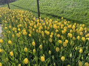 Pella tulip time festival 2022