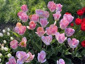 Pella tulip time festival 2022