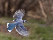 Blue Jay - Flight Shot