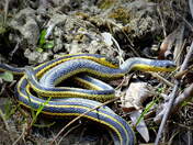 Ssssspooning threesome