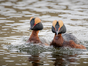 Horned Grebe Pair