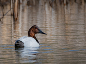 Canvasback Drake