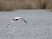 Tern - Flipping in mid-air