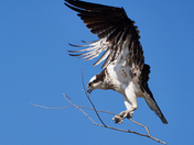 Reinforcing the nest
