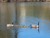 Family of geese at Highland Lake, Andover NH when we were fishing 5.9.22.