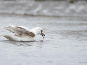 Gull (with food)