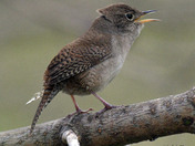 House Wren