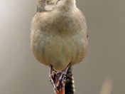 House Wren