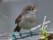 House Wren