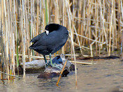 American Coot
