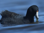 American Coot