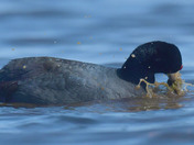 American Coot